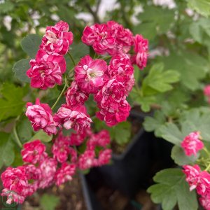 Hloh obyčajný (Crataegus laevigata) ´PAUL´S SCARLET´ - výška 80-100 cm, kont. C5L